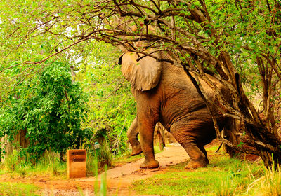 Elephant in Camp on walkway